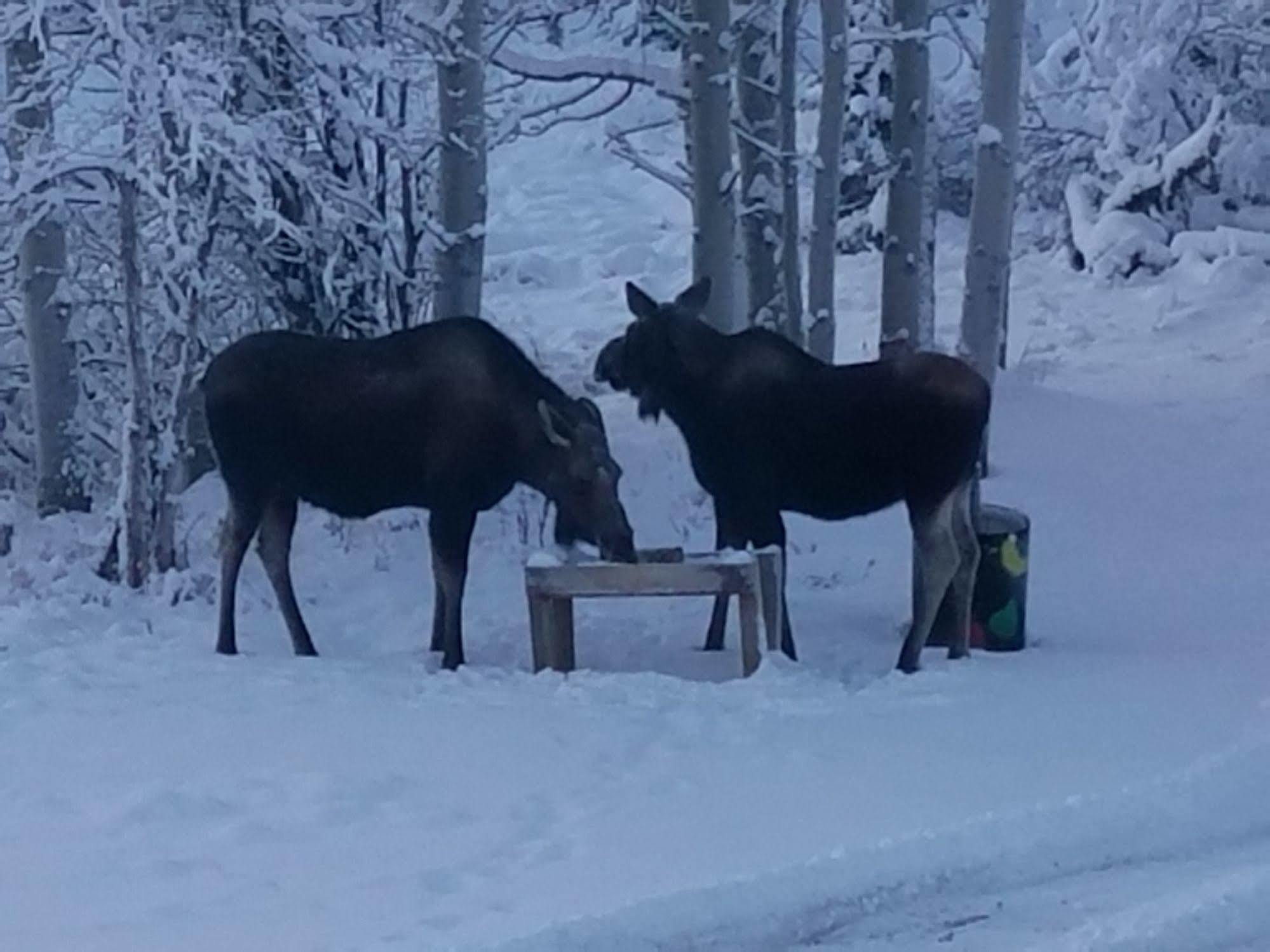 Denali Touch Of Wilderness B&B ฮีลี ภายนอก รูปภาพ